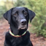 SpoonySmacker