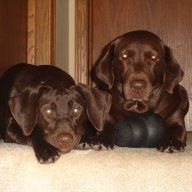 2browndogz